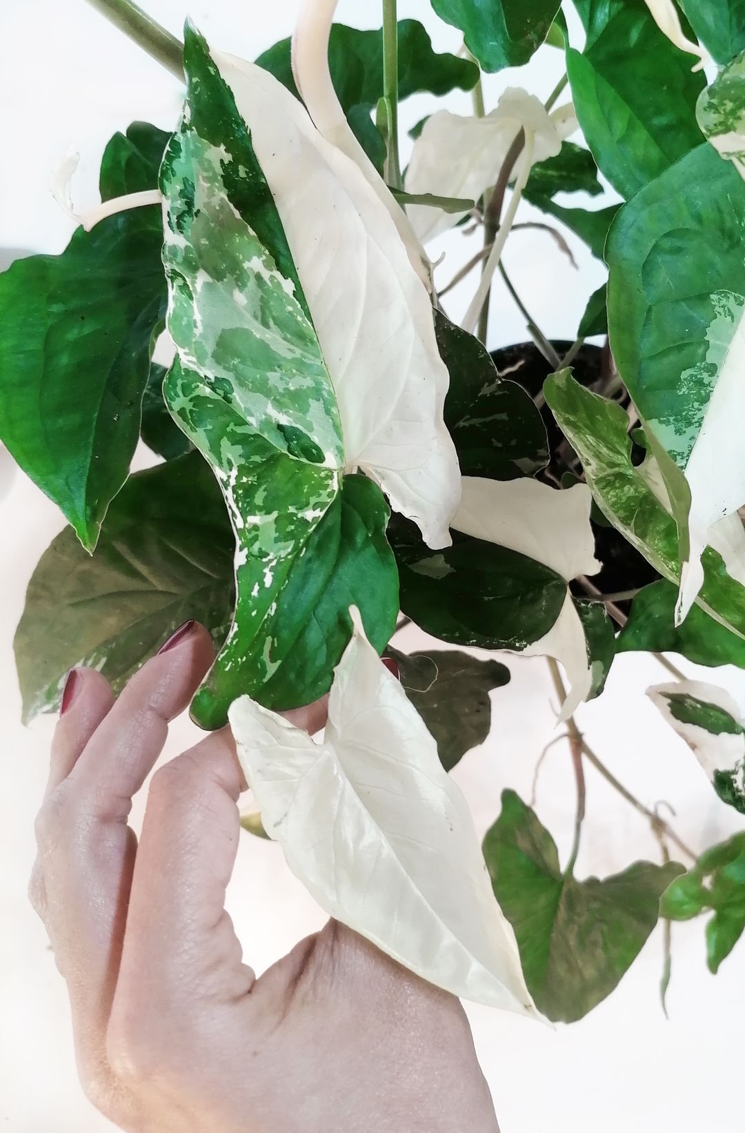 SyngoniumAlboVariegato-3