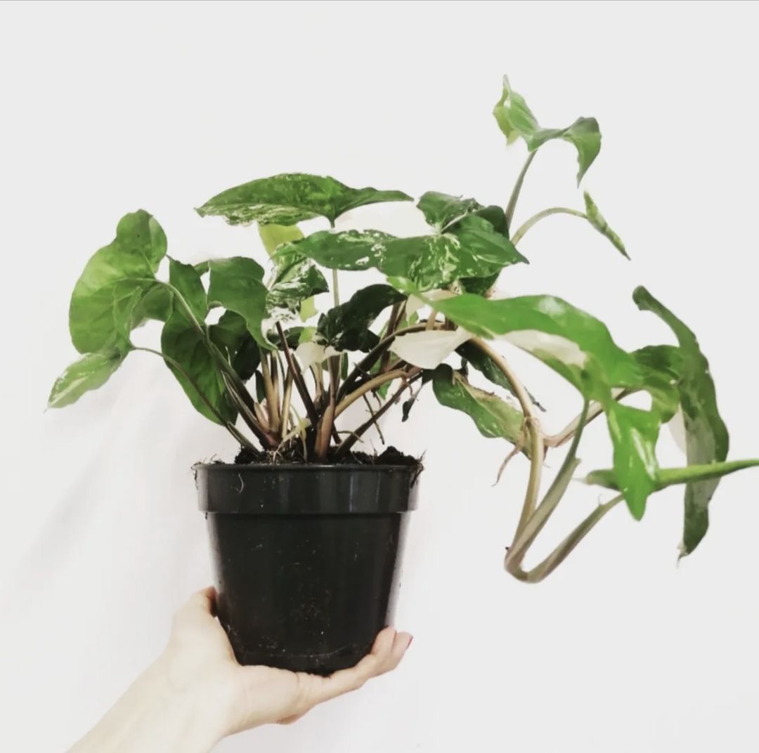 SyngoniumAlboVariegato-4