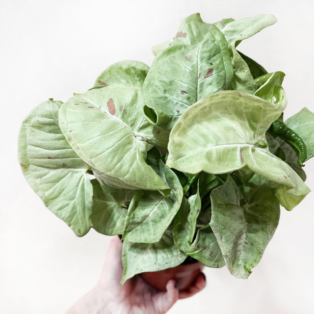 SyngoniumMilkConfettiMedium-1