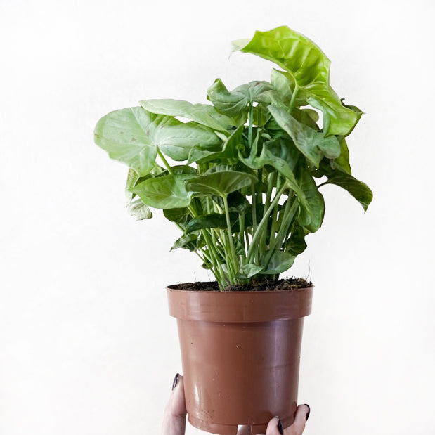 SyngoniumMilkConfettiMedium-2