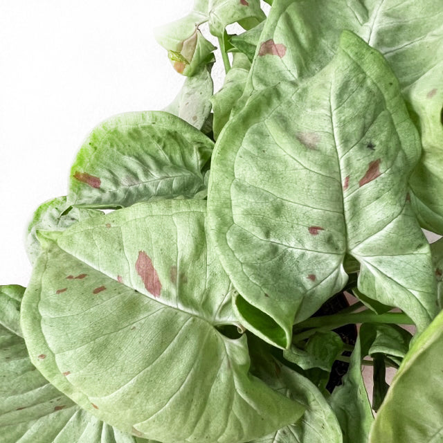 SyngoniumMilkConfettiMedium-5