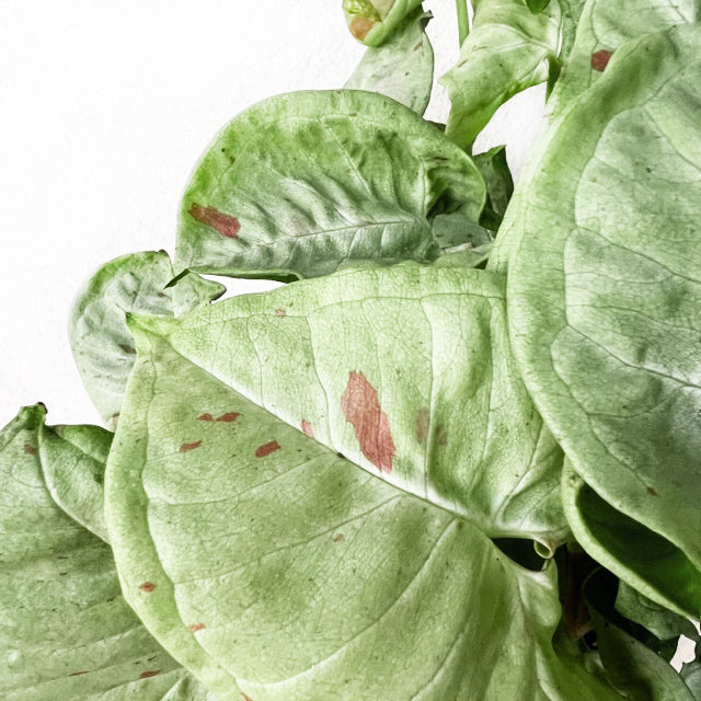 SyngoniumMilkConfettiMedium-6