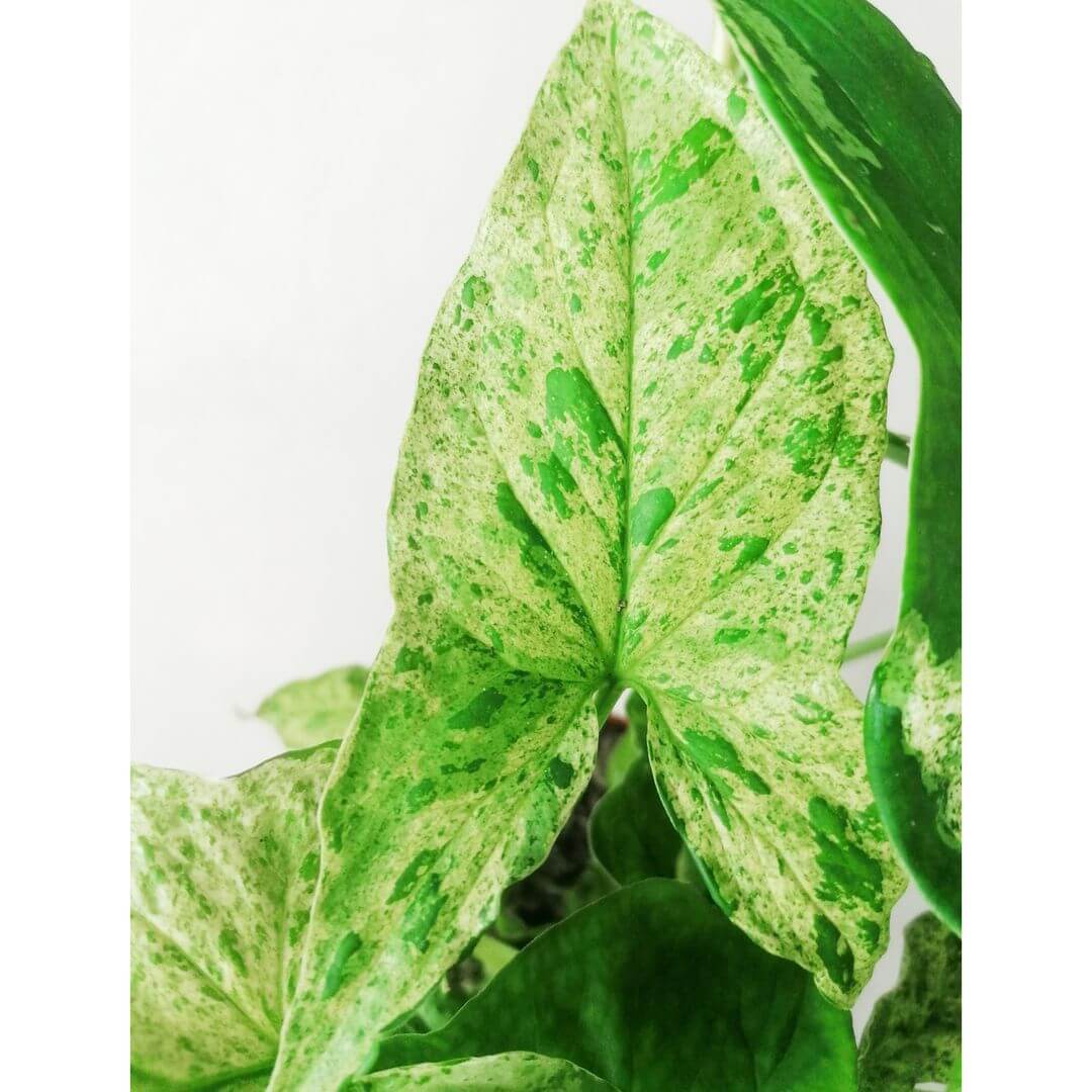 SyngoniumMottled-5