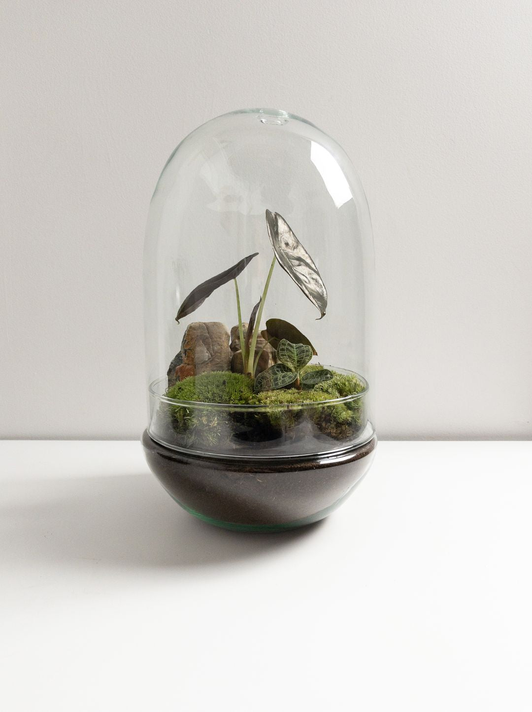 TerrarioUovoMalesia-1