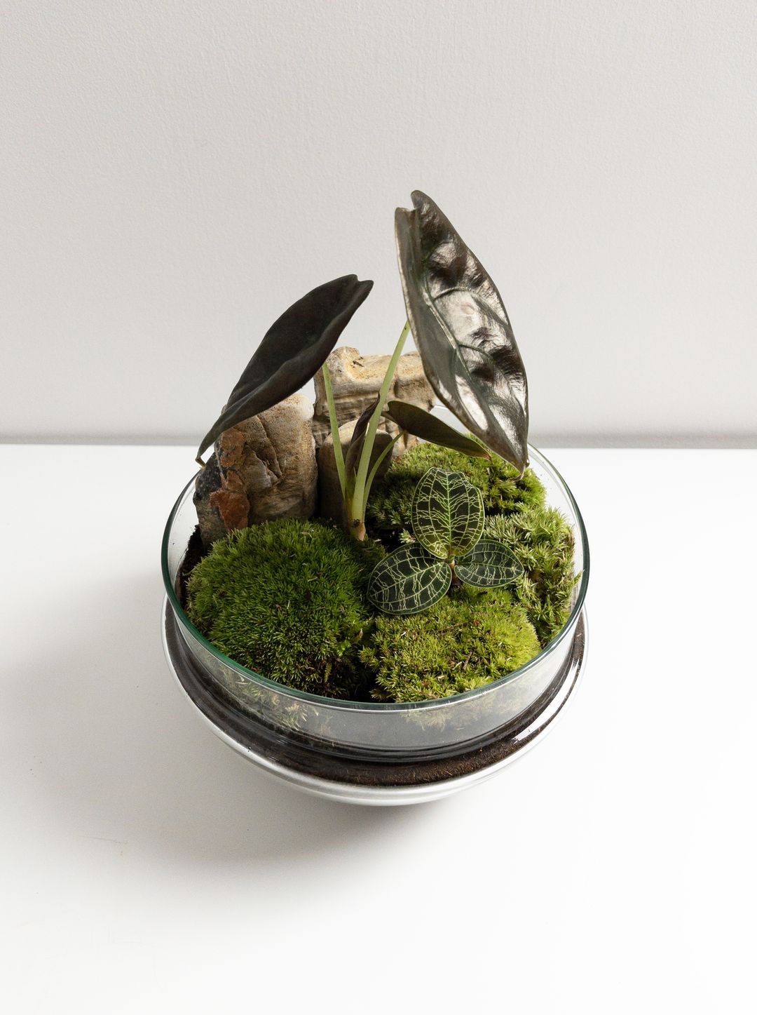 TerrarioUovoMalesia-2