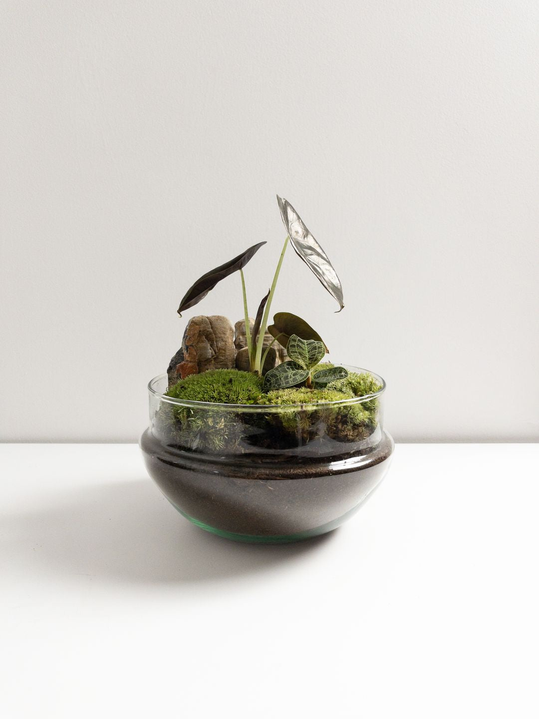 TerrarioUovoMalesia-3