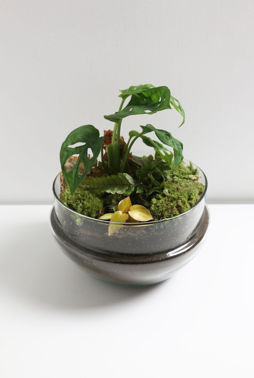 TerrarioUovoMessico-3