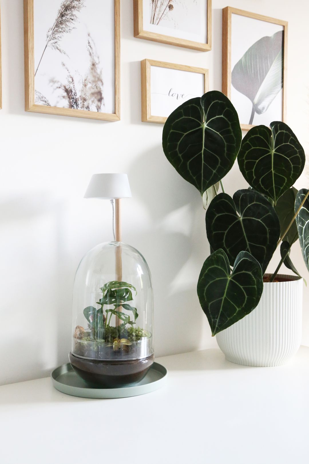 TerrarioUovoMessico-4