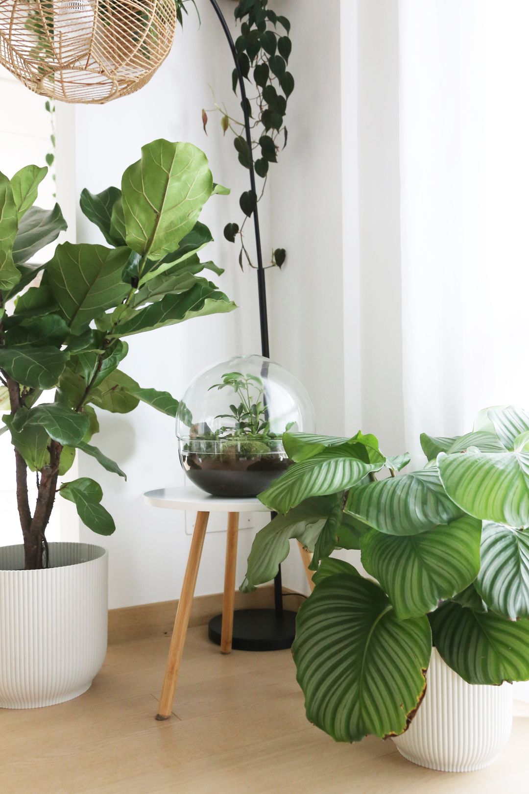 TerrariumSferaAustralia-4