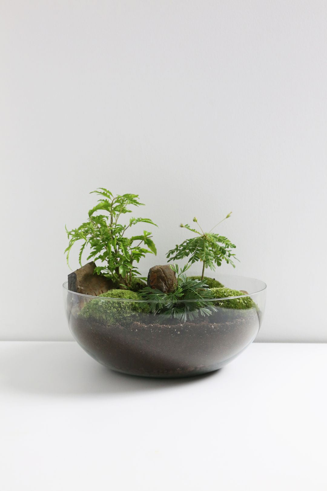 TerrariumSferaIndia-3