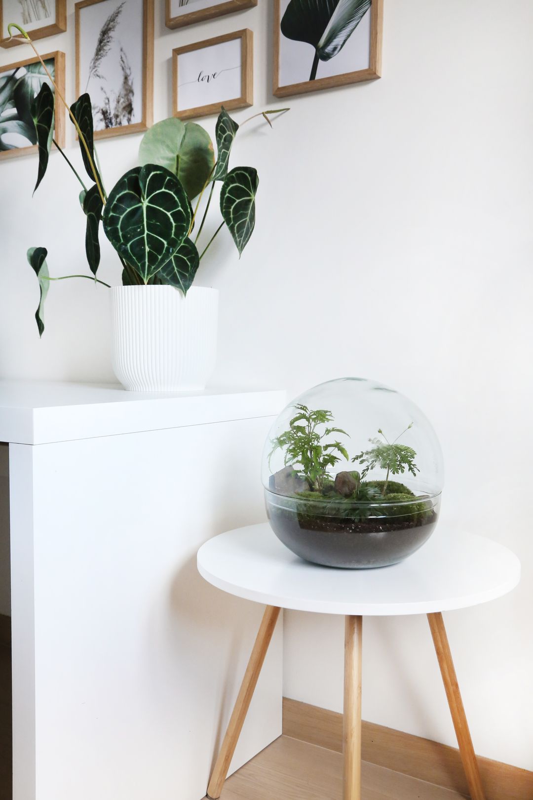 TerrariumSferaIndia-5