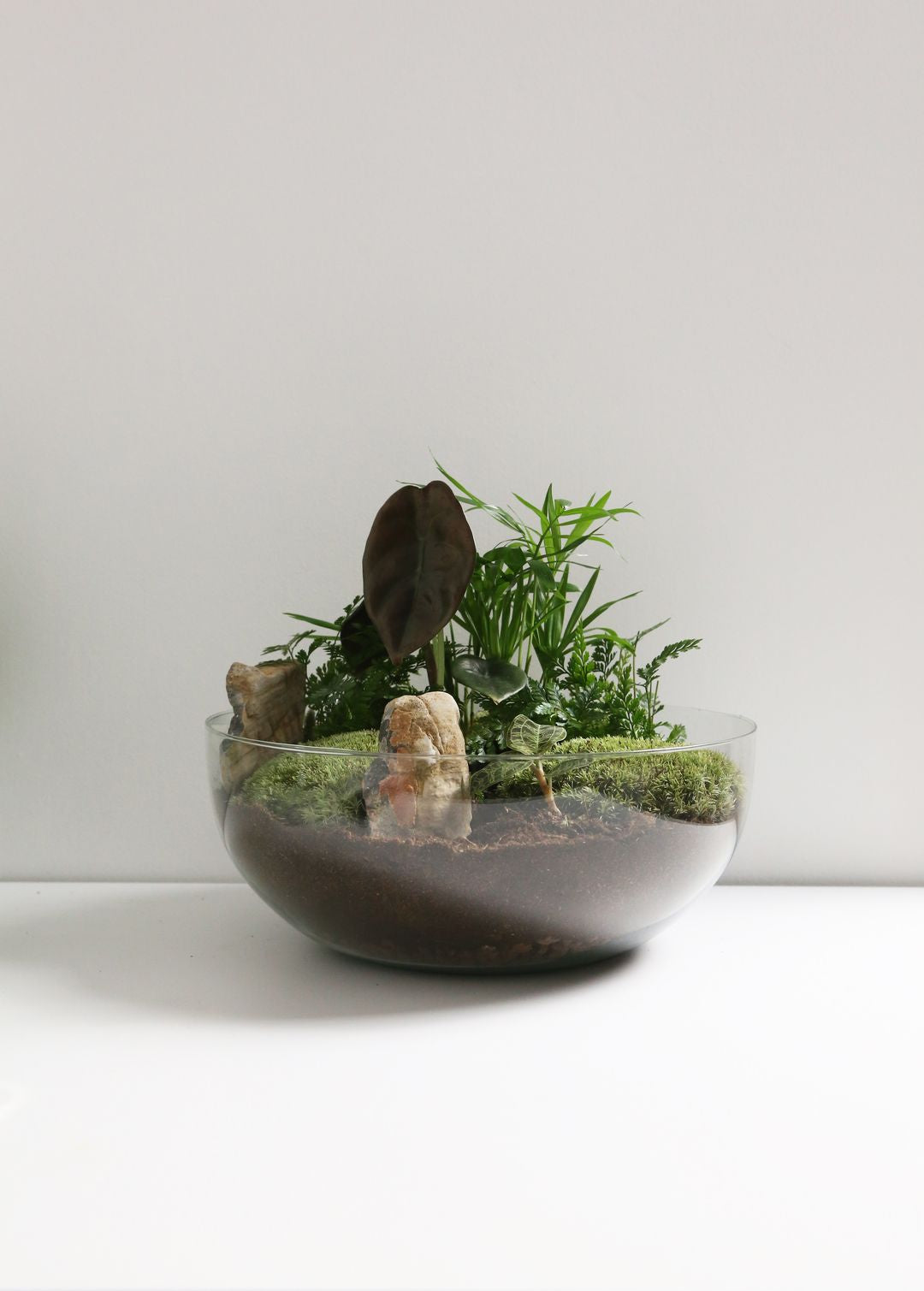 TerrariumSferaMalesia-3