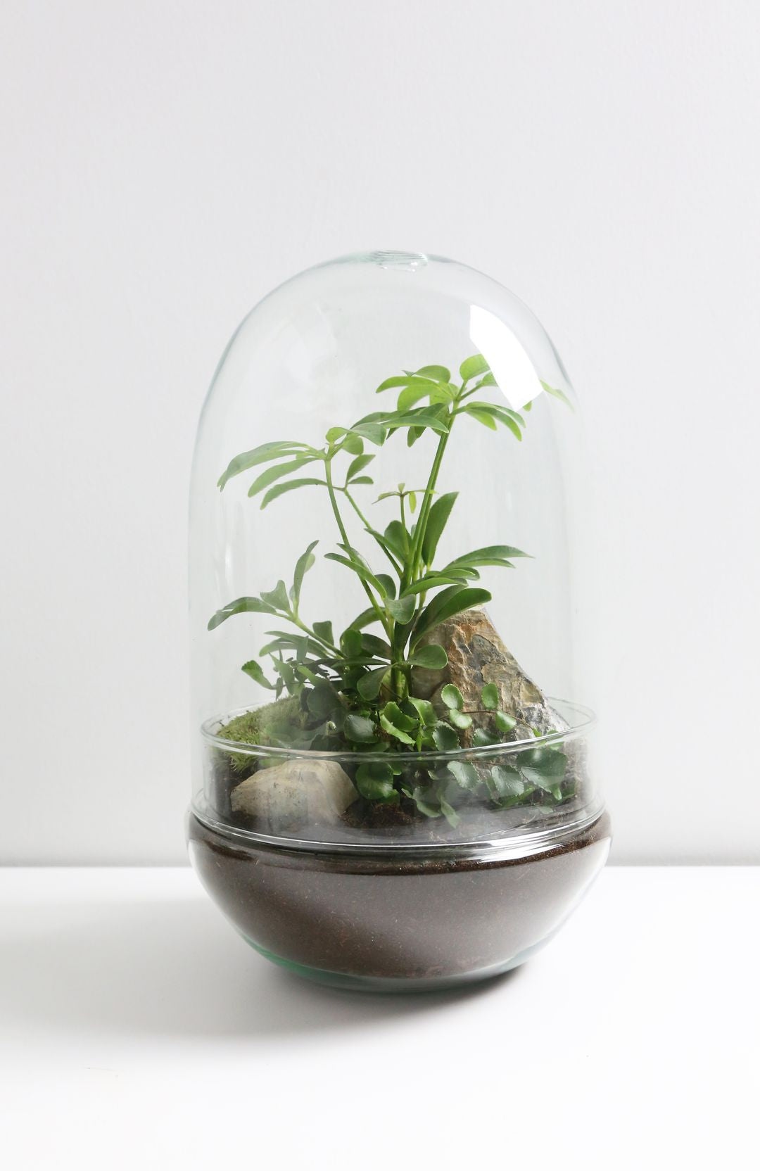 TerrariumUovoAustralia-1