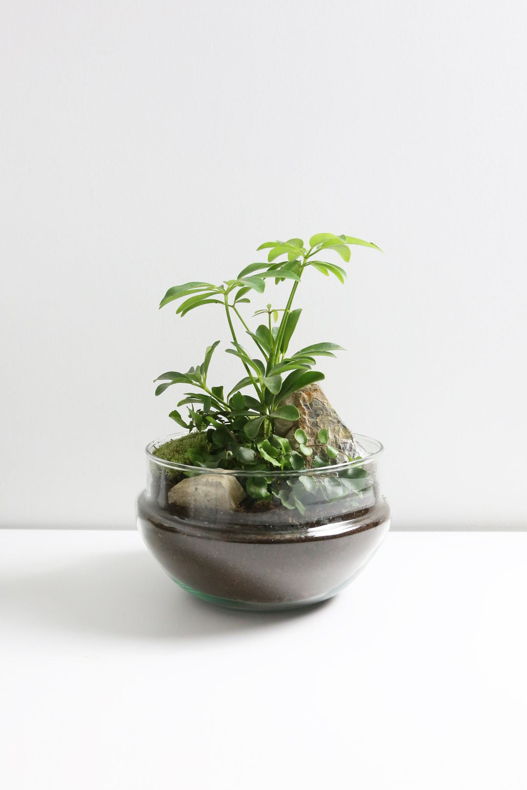 TerrariumUovoAustralia-2