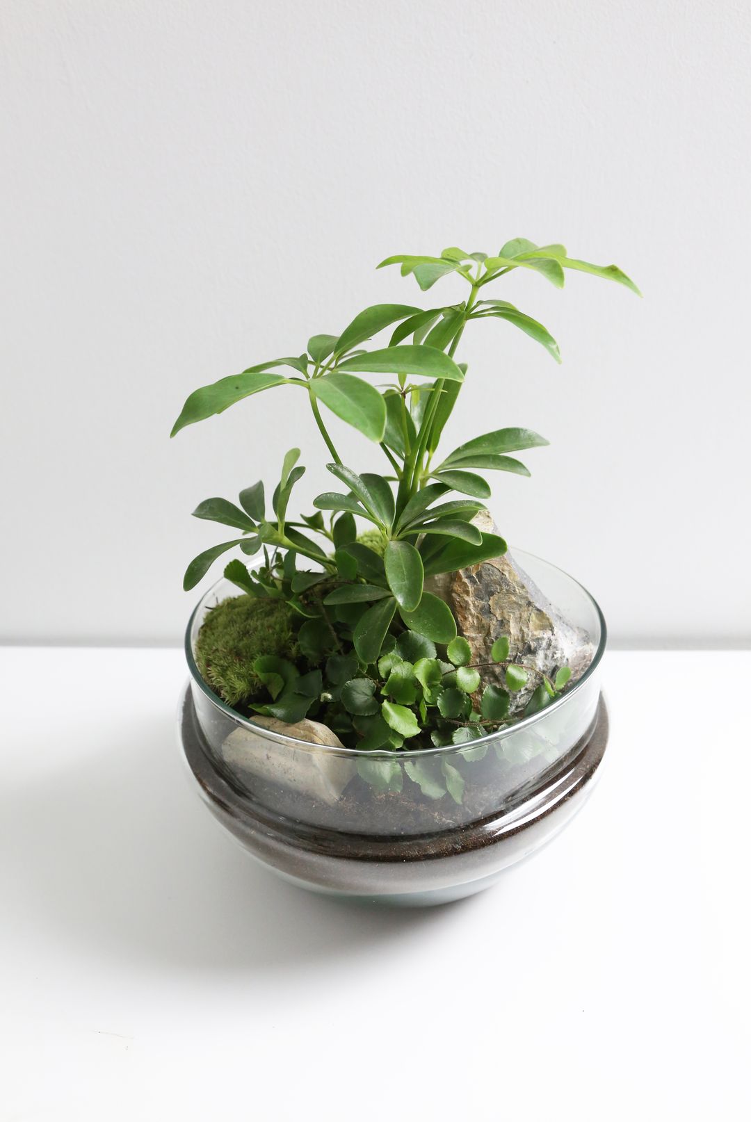 TerrariumUovoAustralia-3