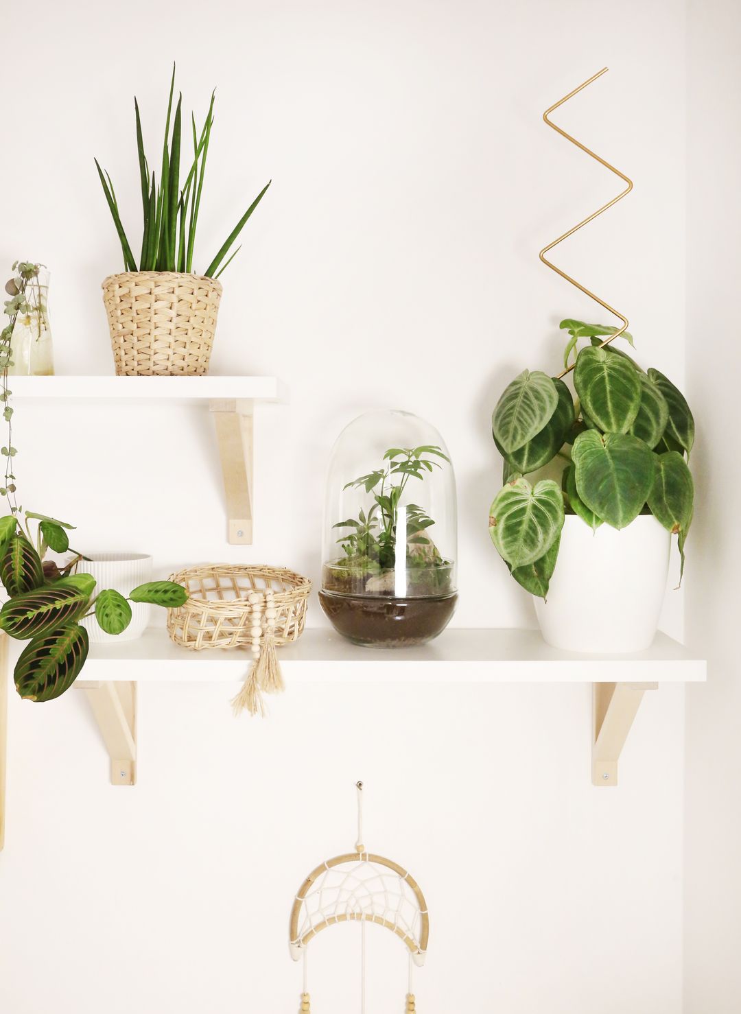 TerrariumUovoAustralia-4