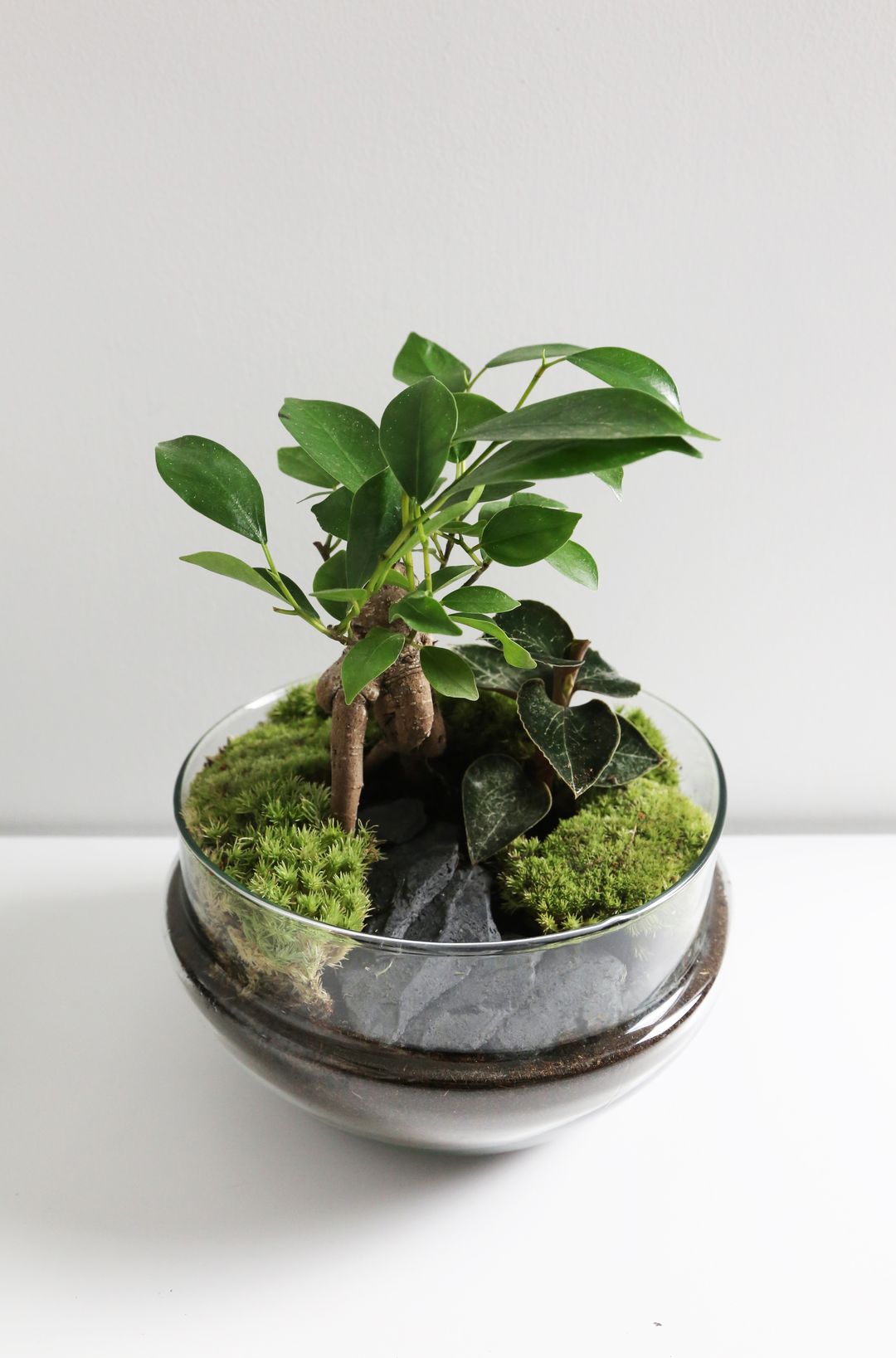 TerrariumUovoGiappone-2