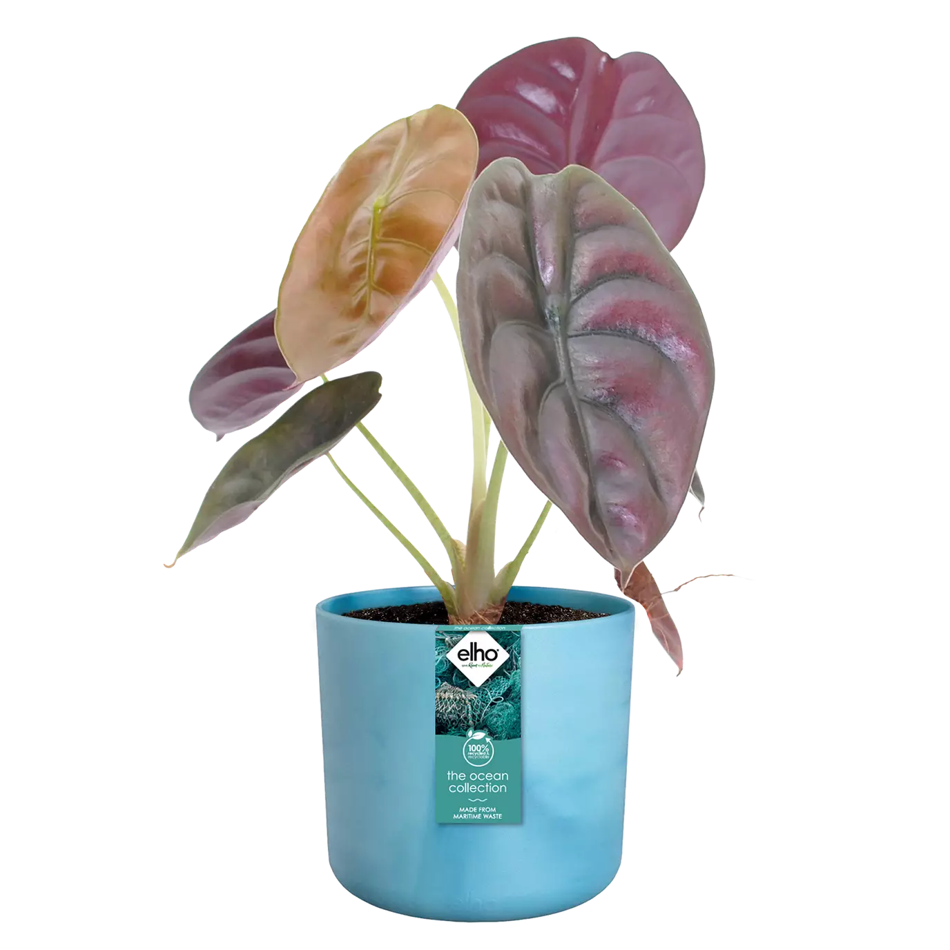 The_ocean_collection_atlantic_blue_alocasia.c1.