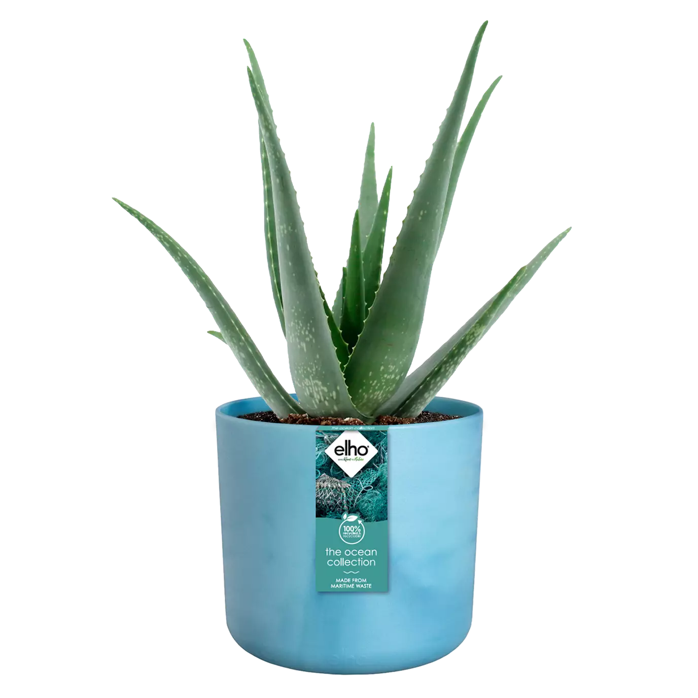 The_ocean_collection_atlantic_blue_aloe_vera.c1.