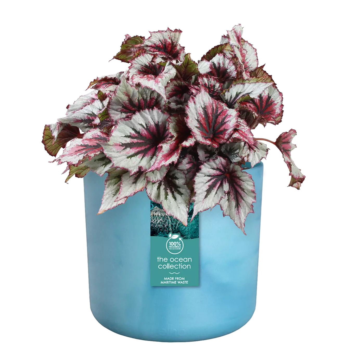 The_ocean_collection_atlantic_blue_begonia.c1.