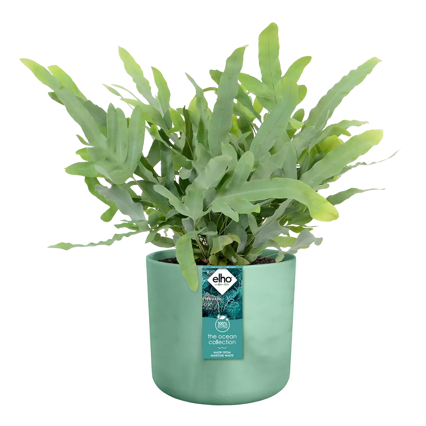 The_ocean_collection_pacific_green_Phlebodium.c1.