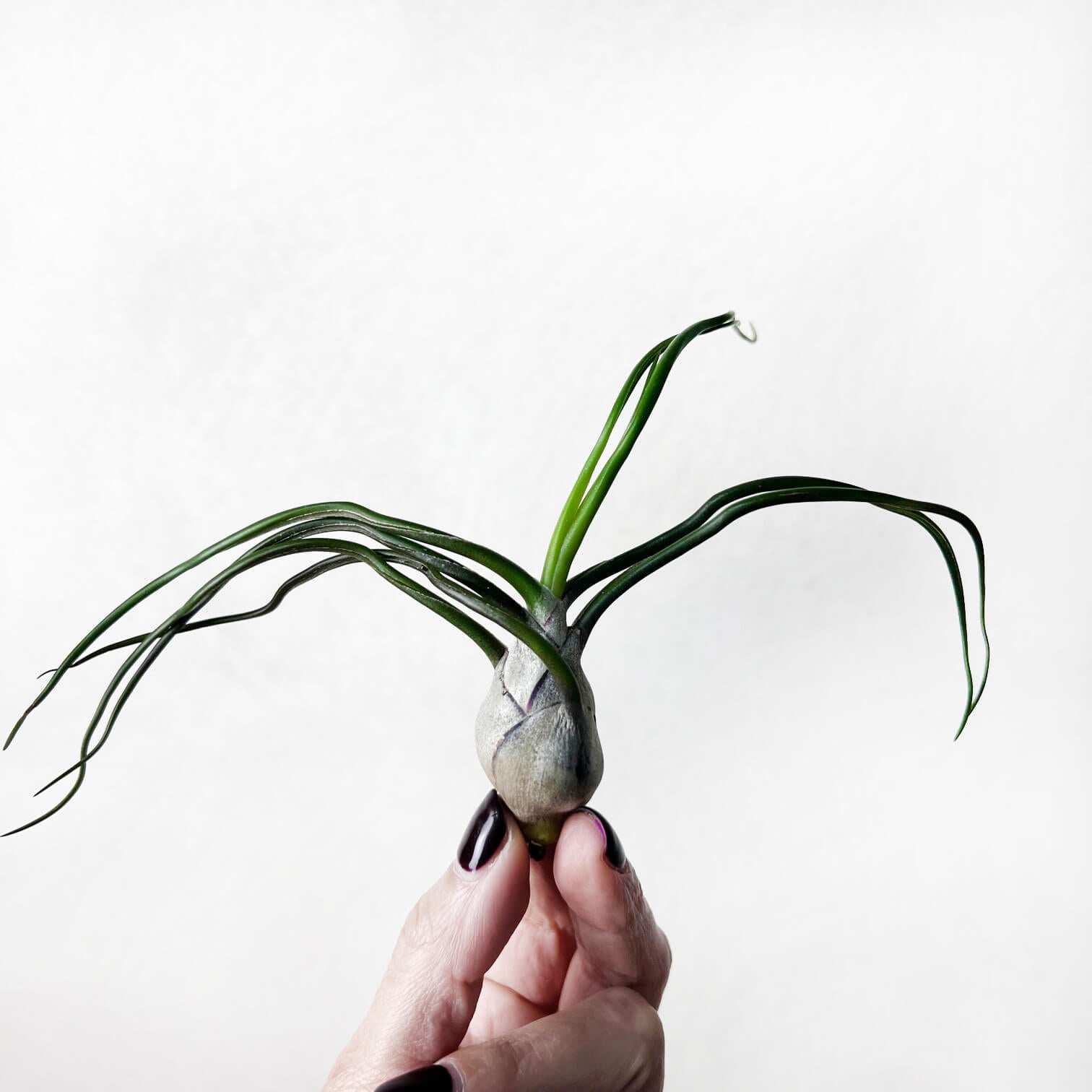 TillandsiaBulbosa-1