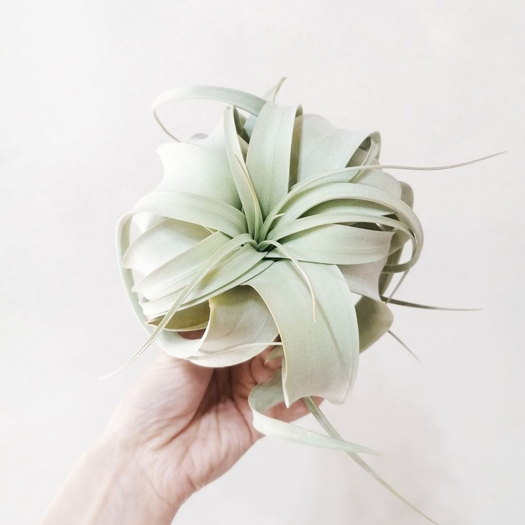 TillandsiaXerographica-2