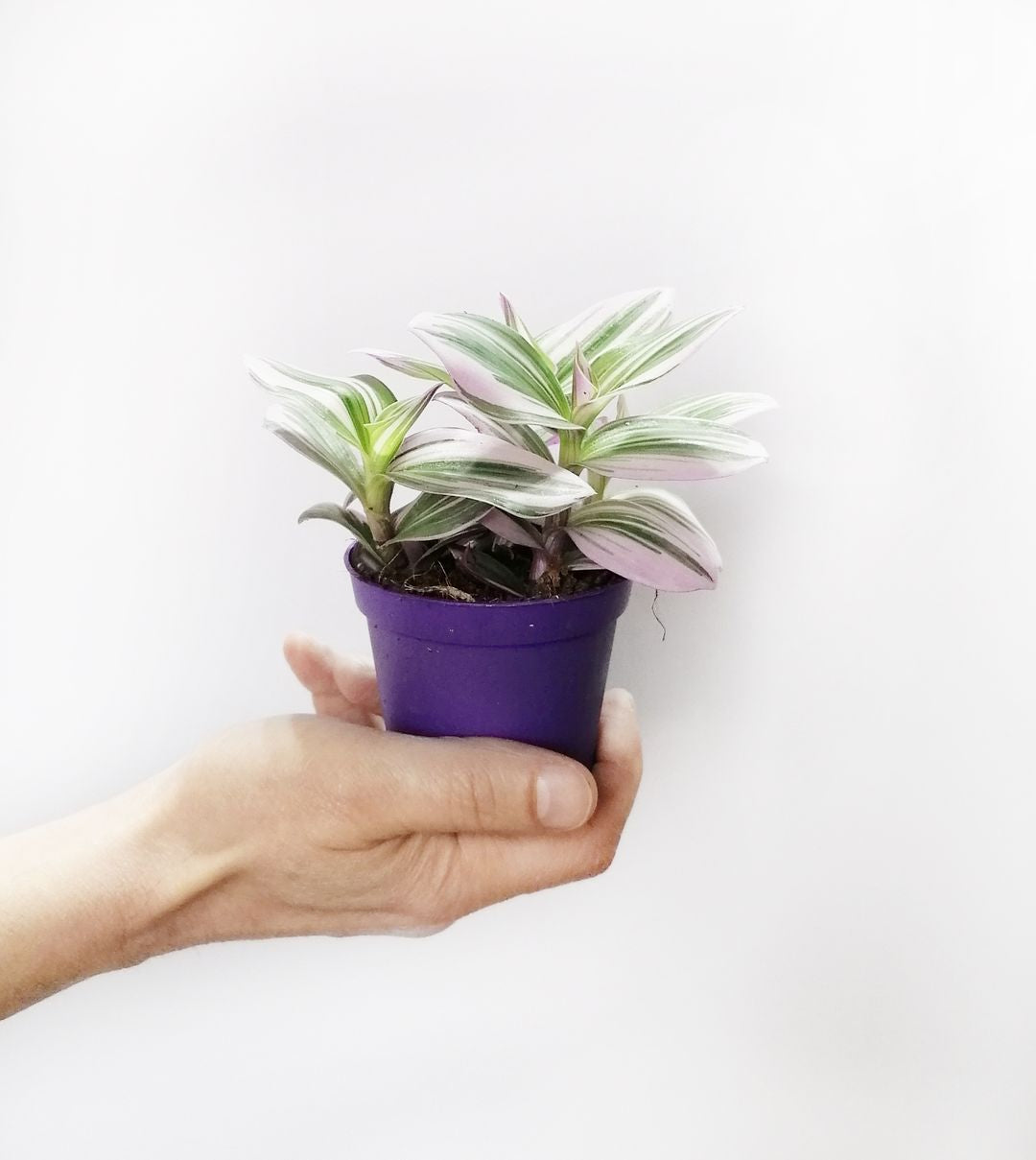 TradescantiaAlbifloraNanouk-3