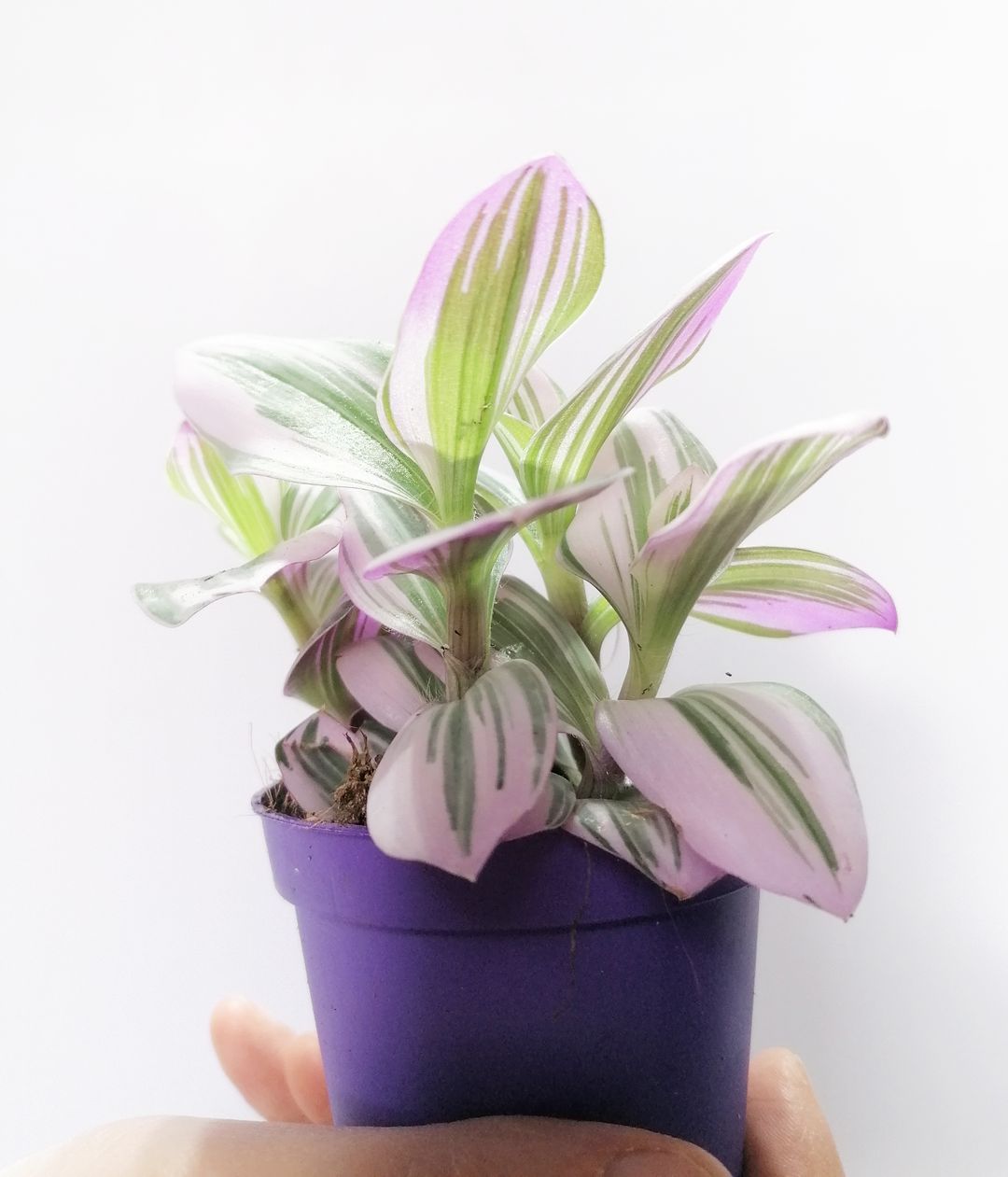 TradescantiaAlbifloraNanouk-4