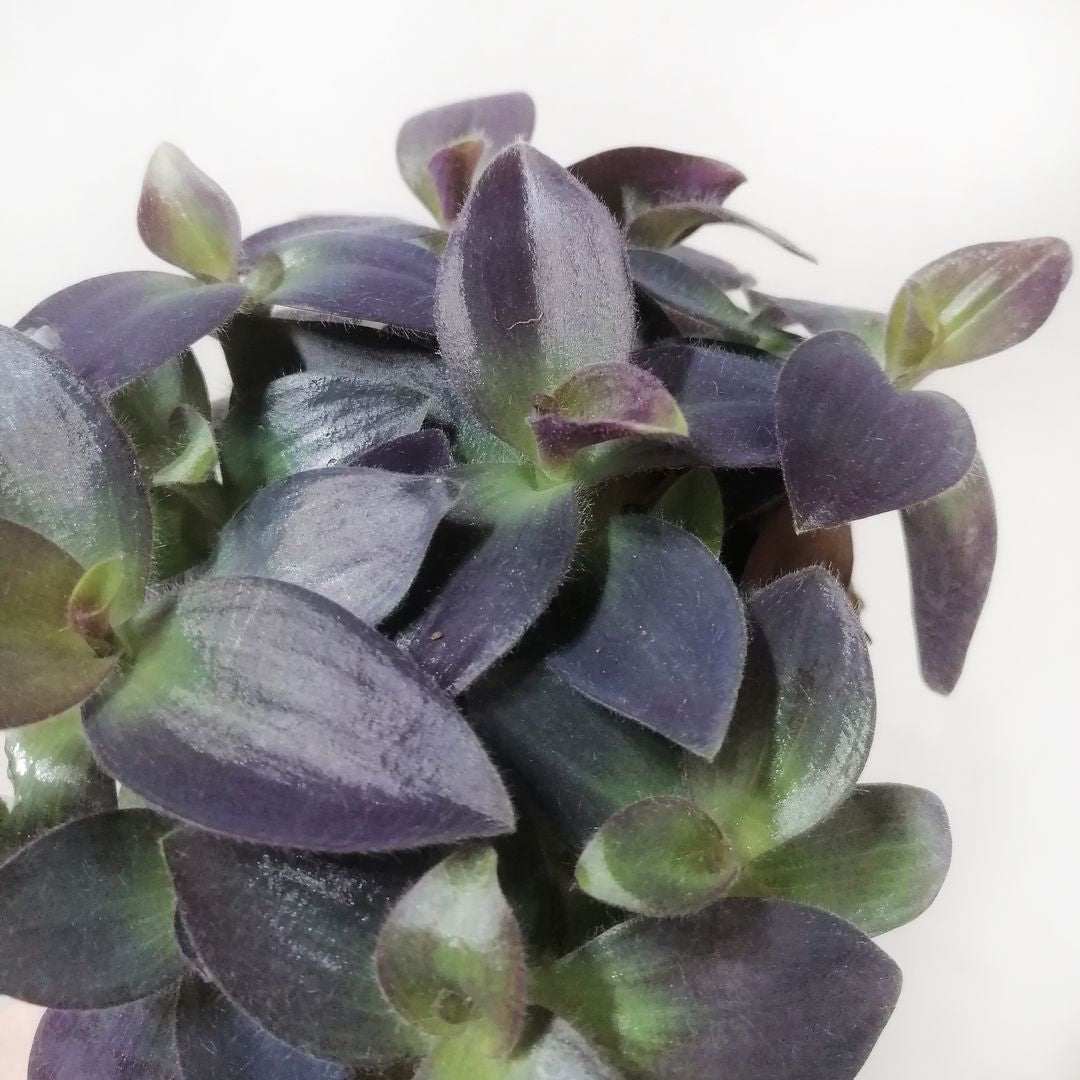 TradescantiaPallidaPurpleHeart-2