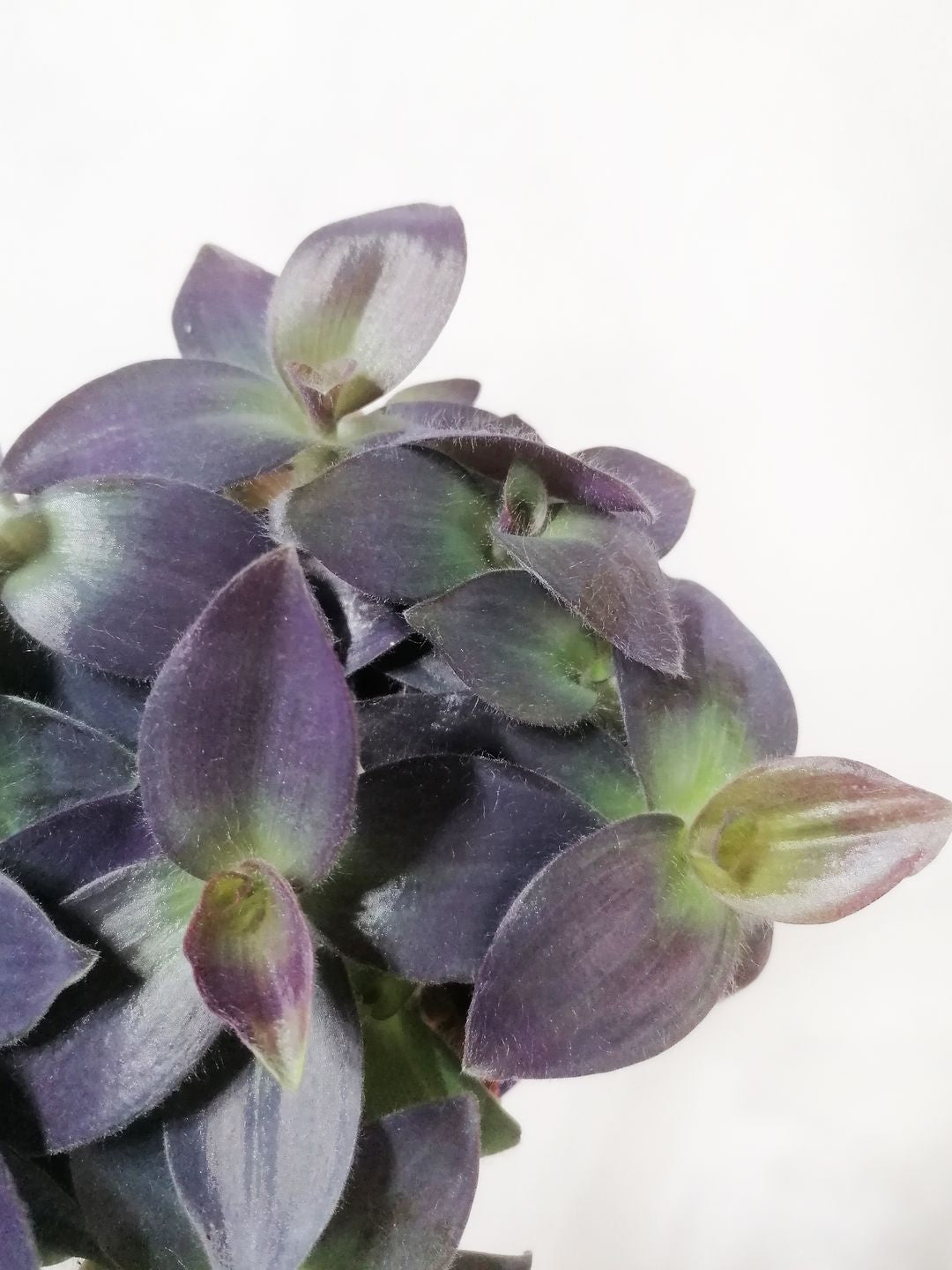 TradescantiaPallidaPurpleHeart-3