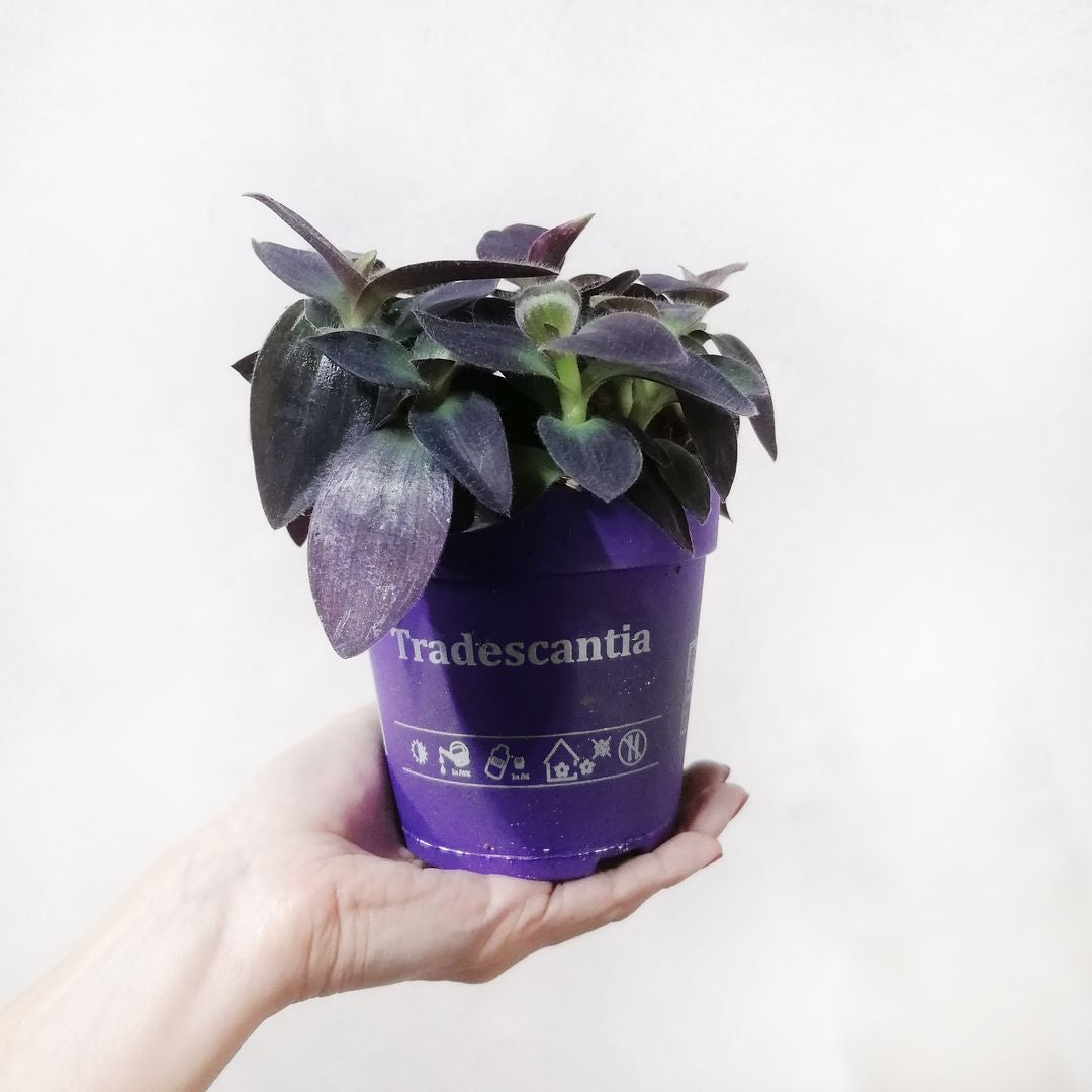 TradescantiaPallidaPurpleHeart-4