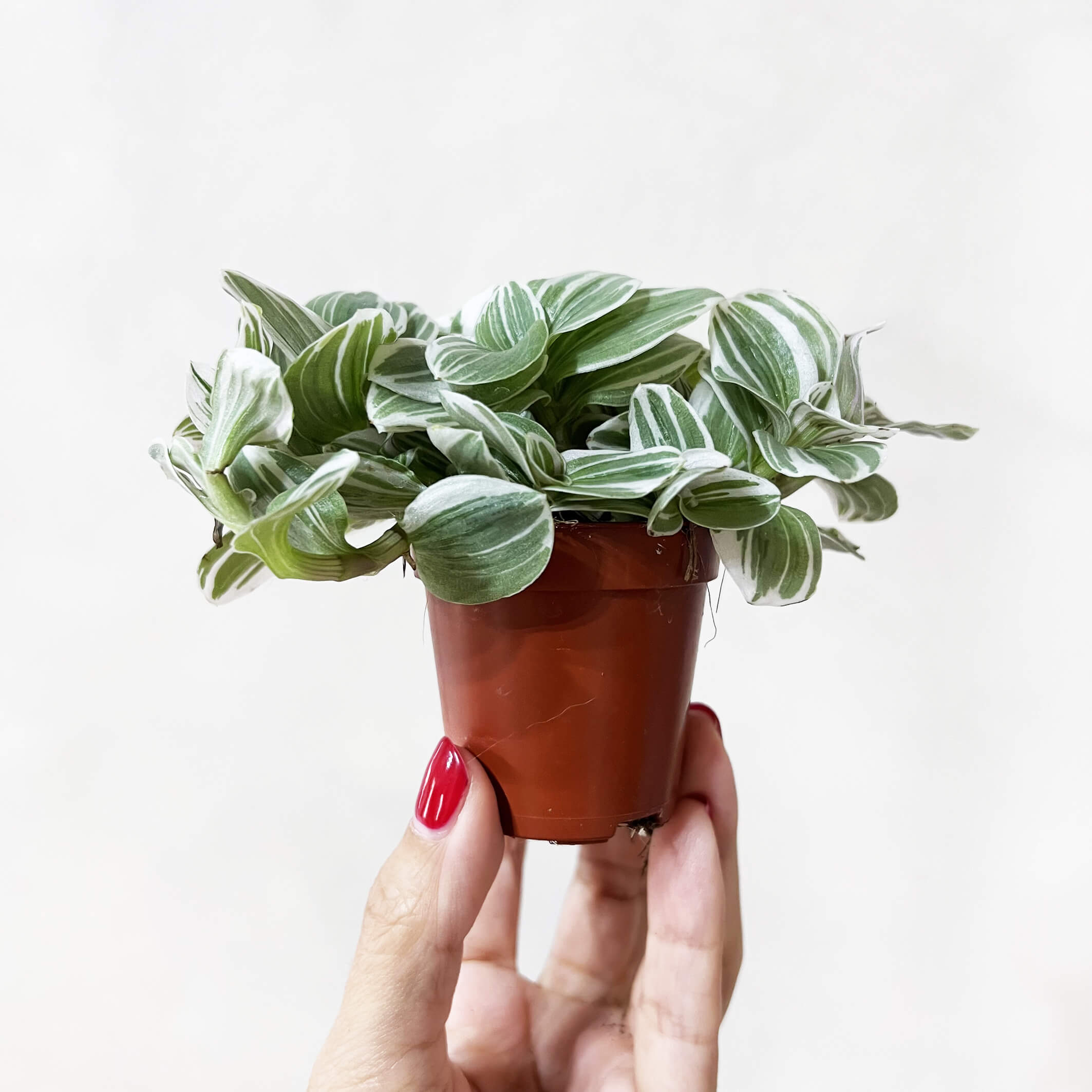 TradescantiaTenderness-1