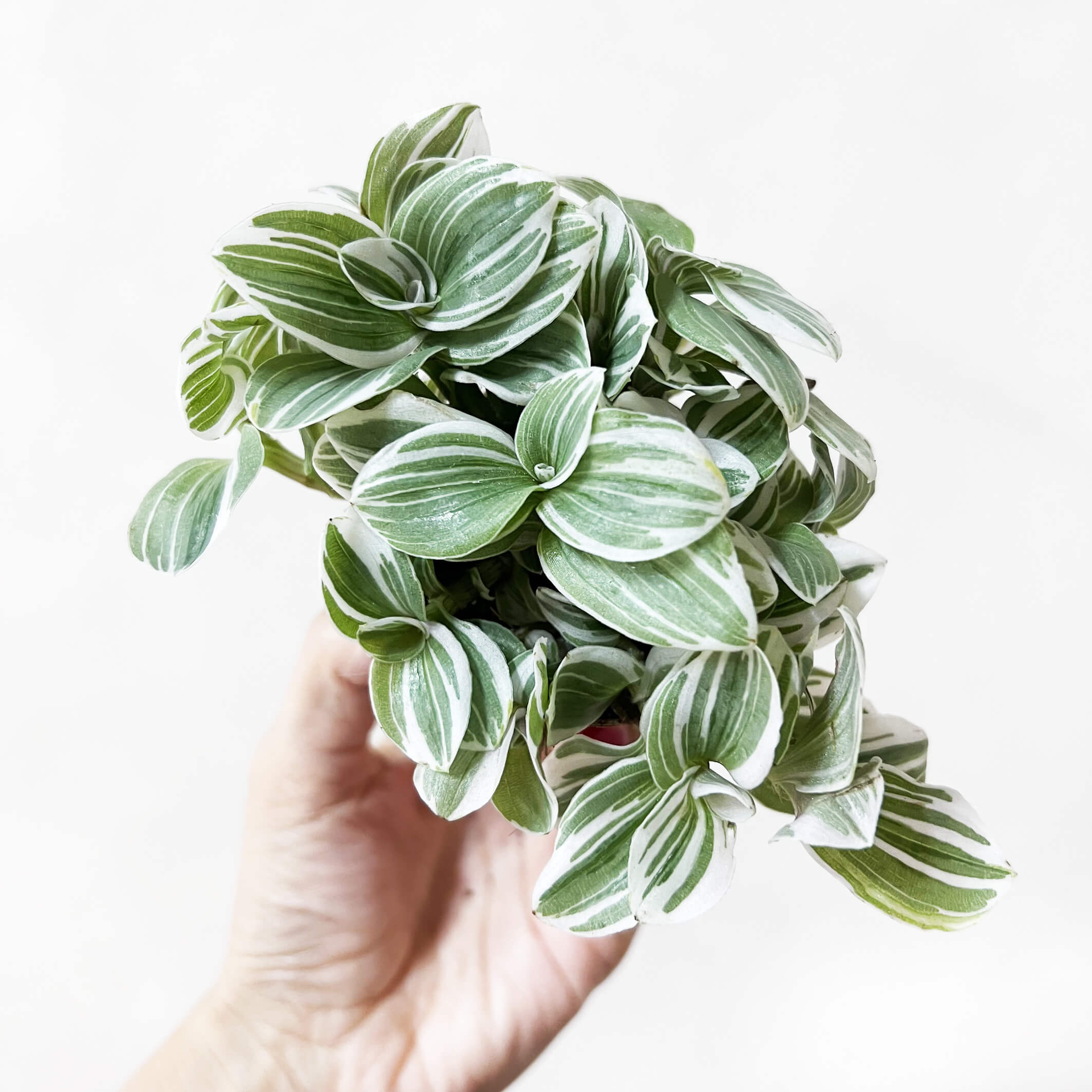 TradescantiaTenderness-2