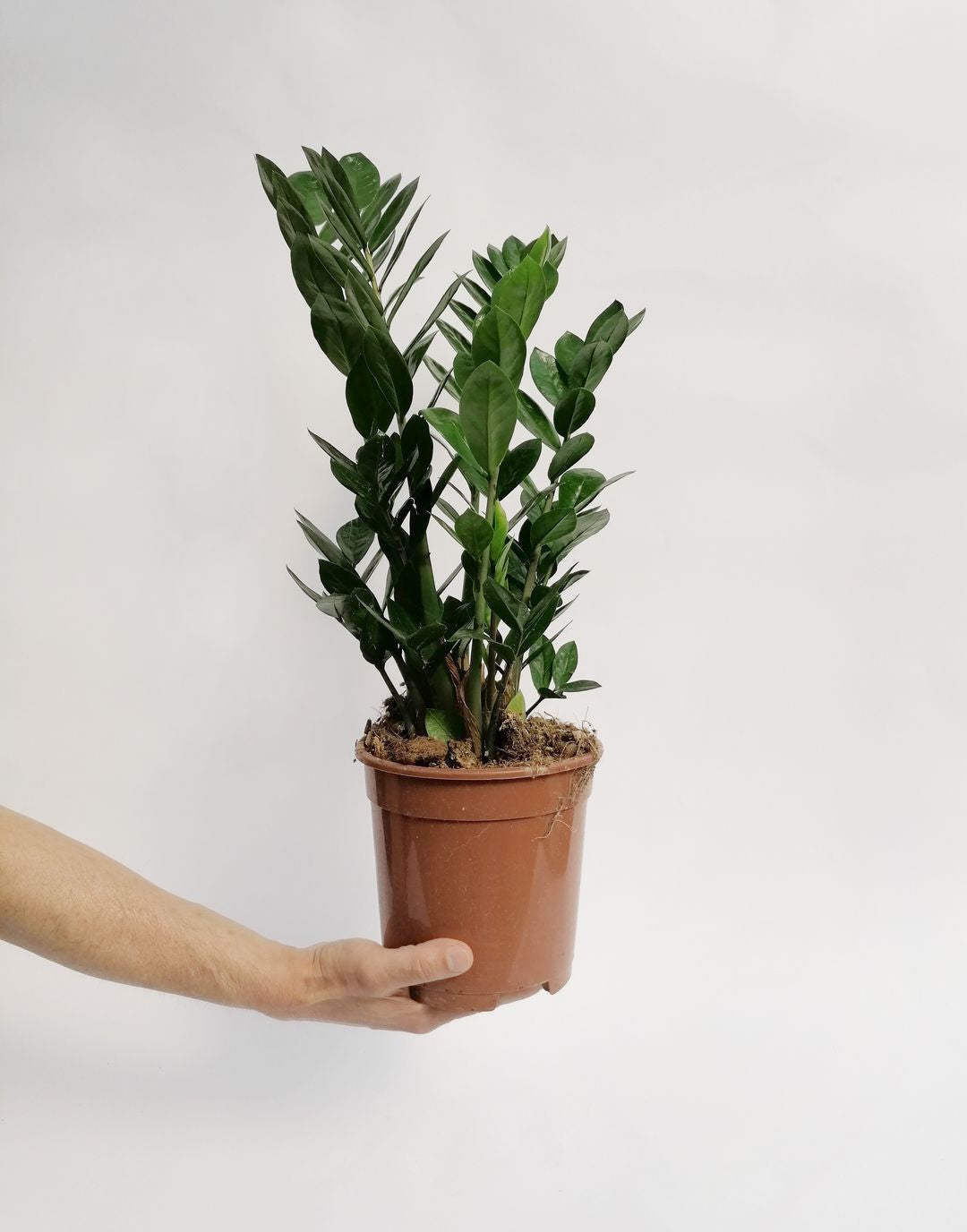 Zamioculcas-1
