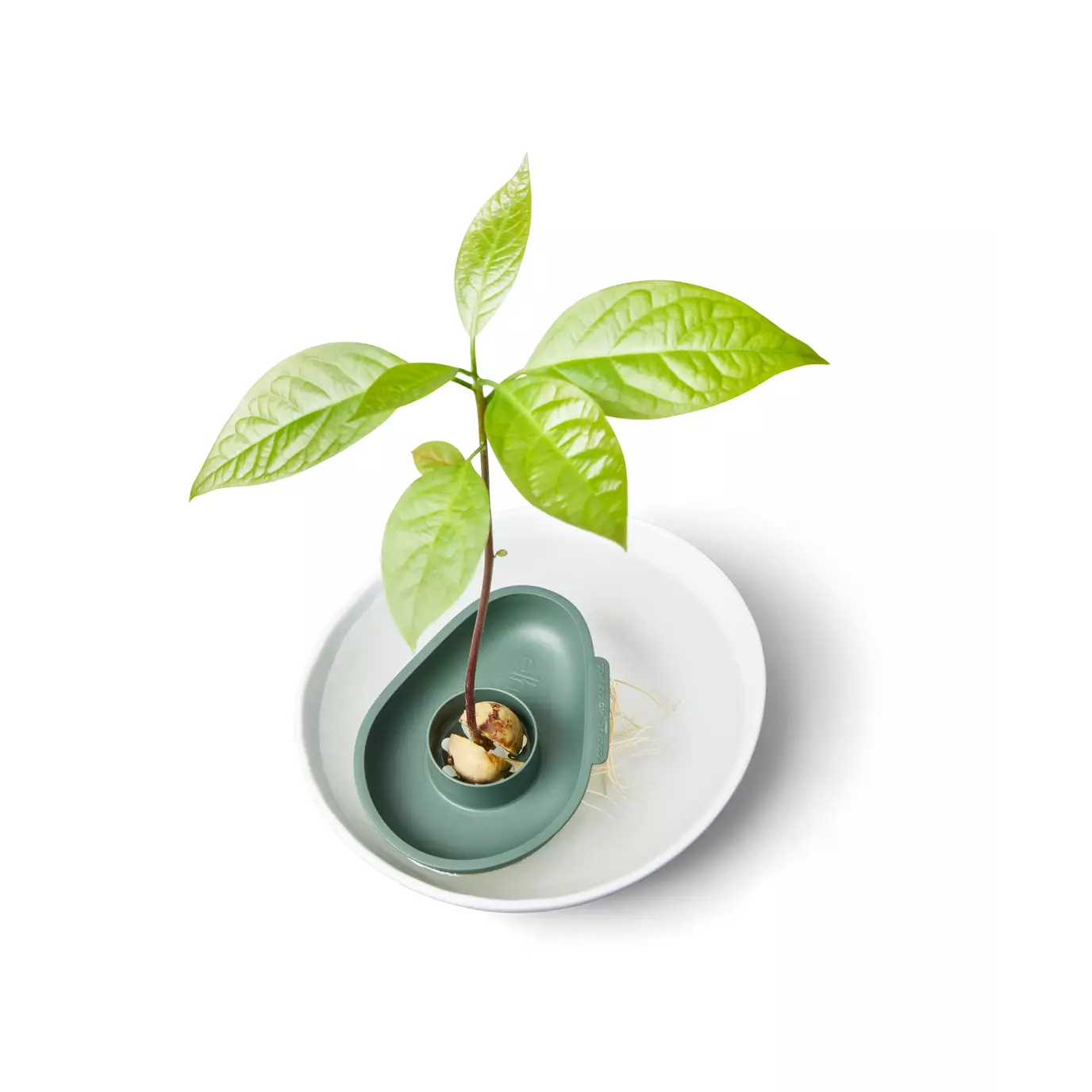amazing-avocado-floater-leaf-green.c1