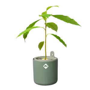 amazing_avocado_leaf_green_persea_americana.s1