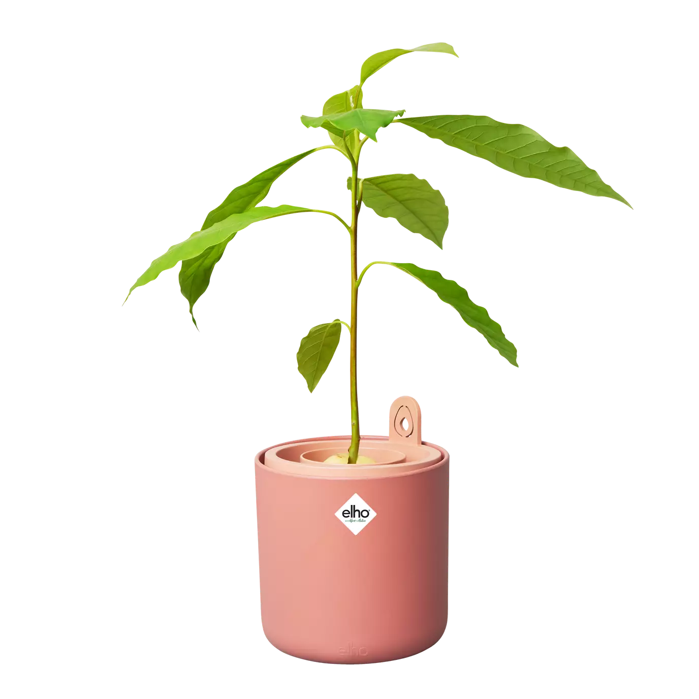 amazing_avocado_leaf_toffee_terra_americana.s1