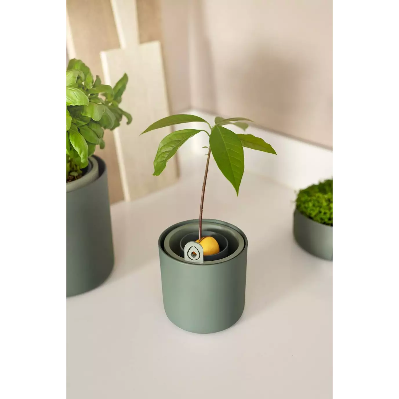 amazing_avocado_pot_leaf_green