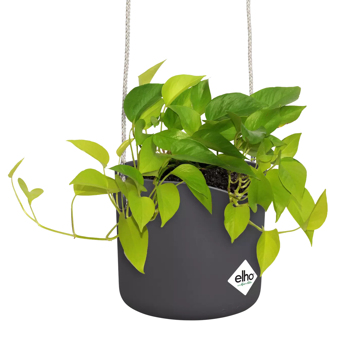 b.for_swing_anthracite_scindapsus.s2