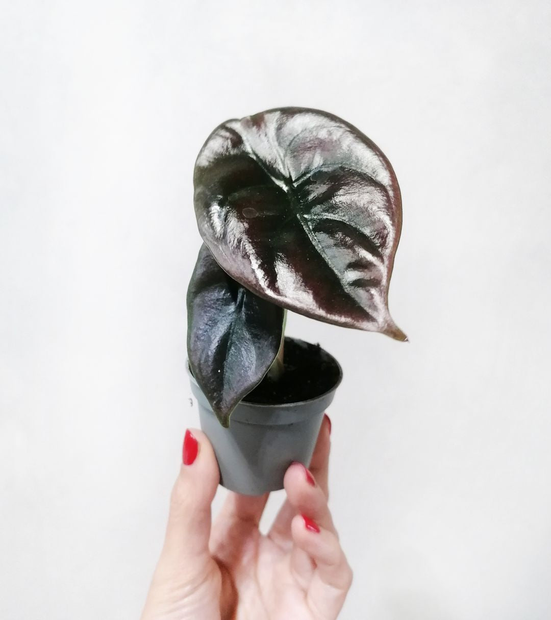 babyAlocasiaCupreaRedSecret-3