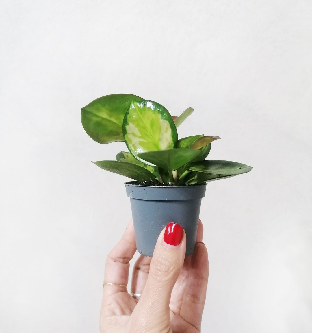 babyhoyaaustralislisa_2