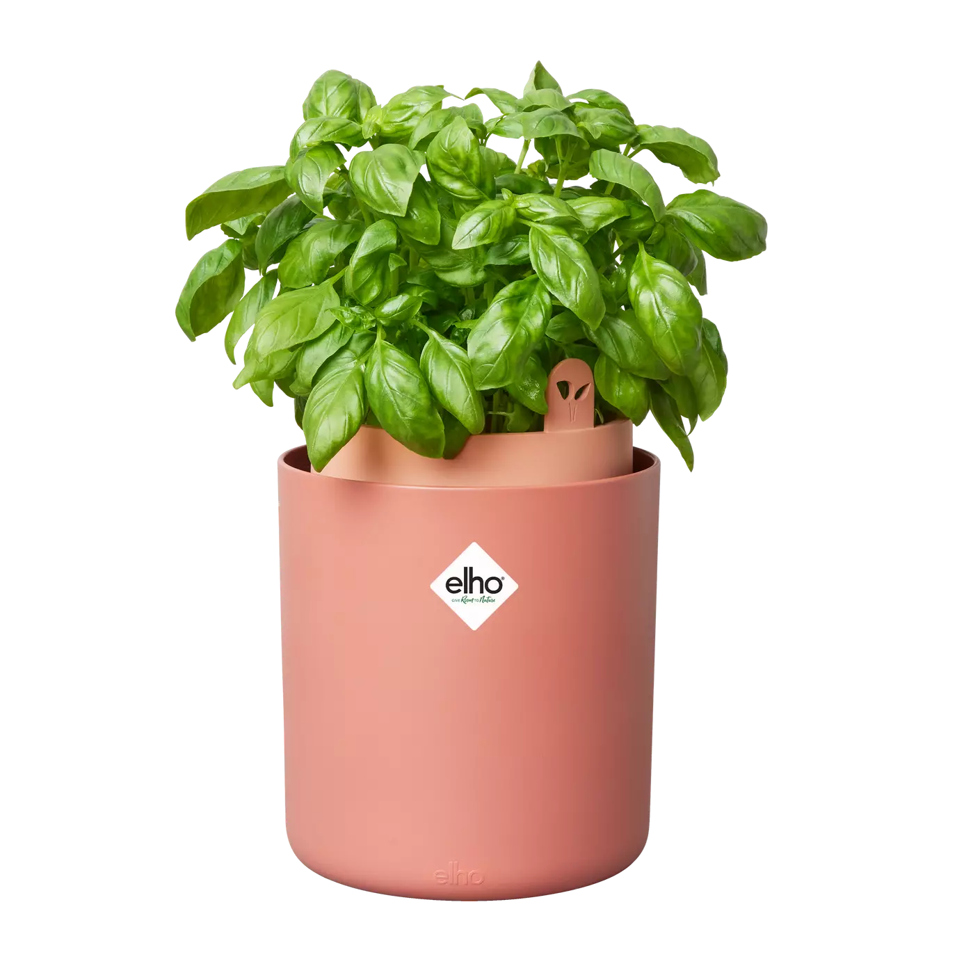 bouncy_basil_toffee_terra_ocimum_basilicum.s1