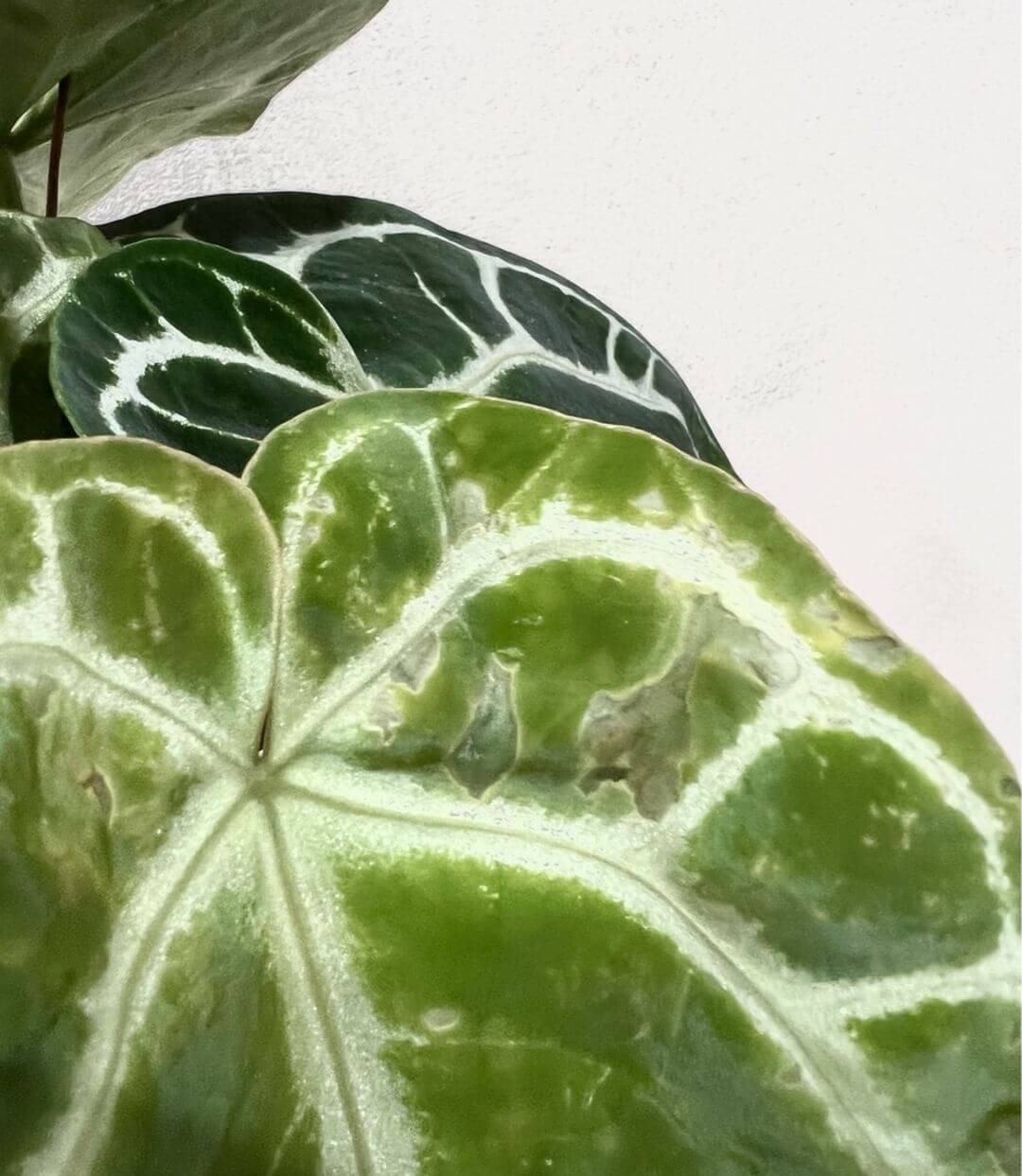 consulenza_help_plove