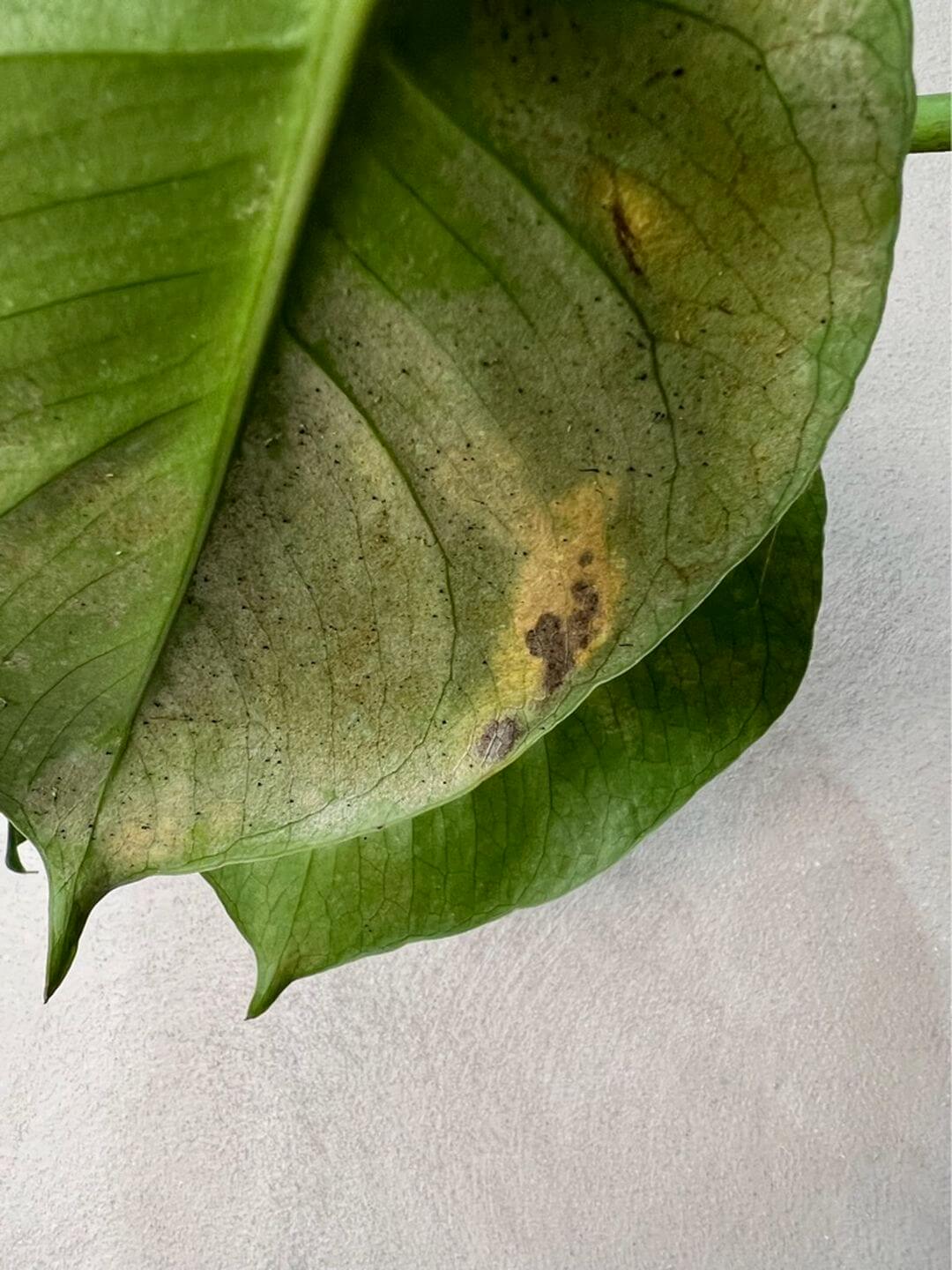 consulenza_help_plove_02