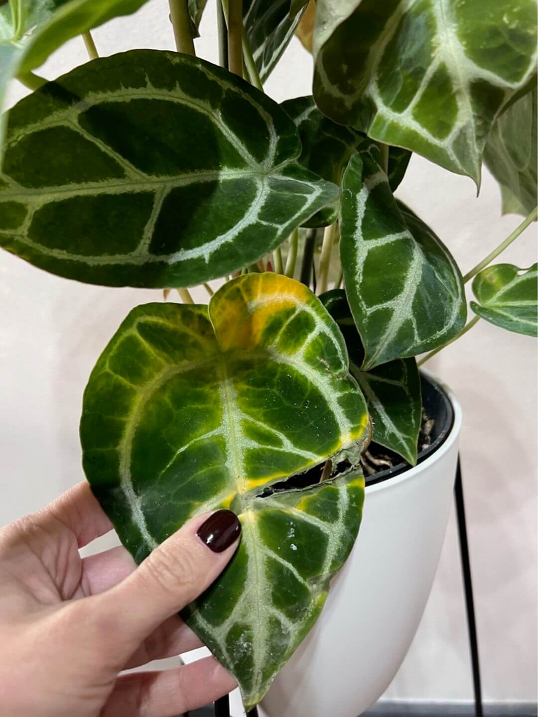 consulenza_help_plove_04