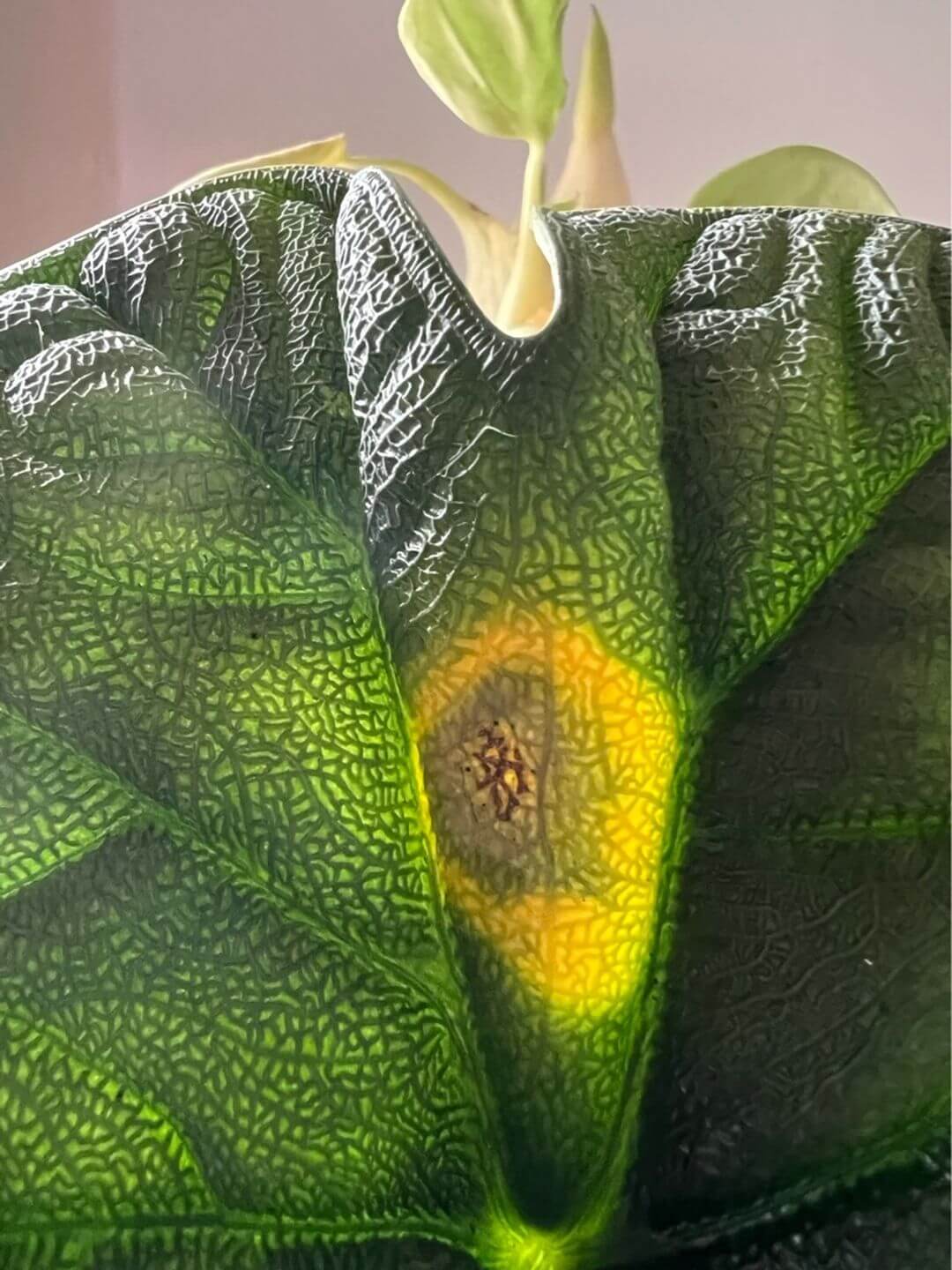 consulenza_help_plove_05