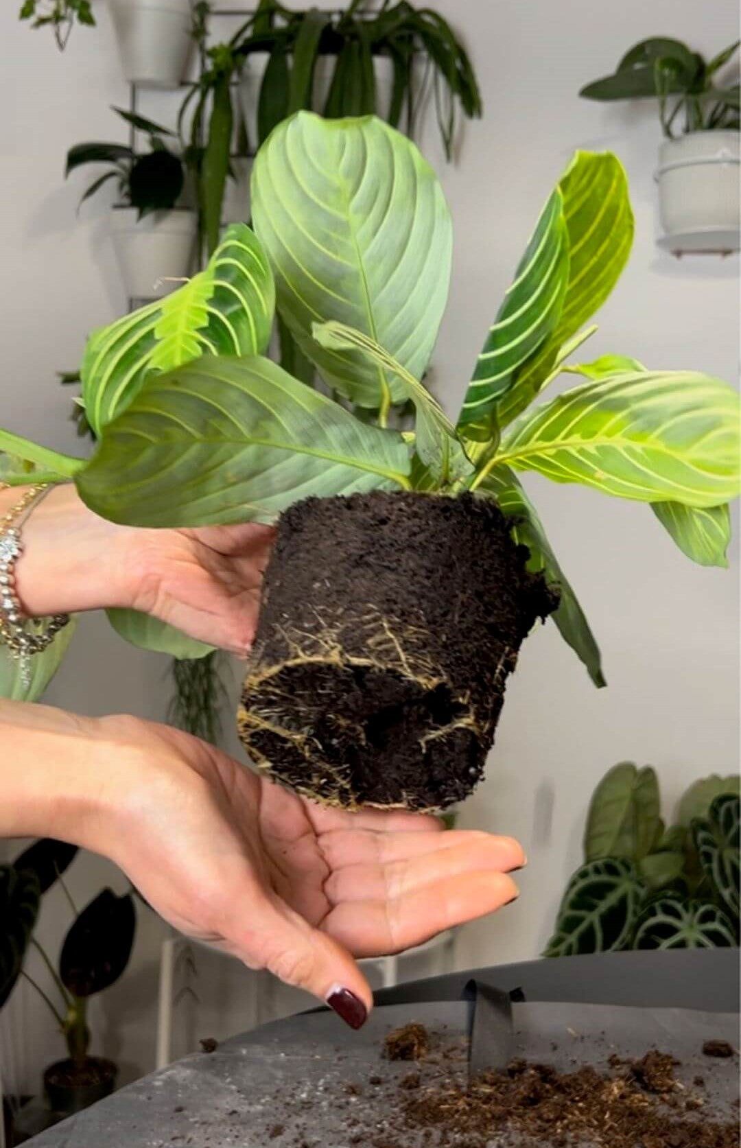 consulenza_help_plove_07