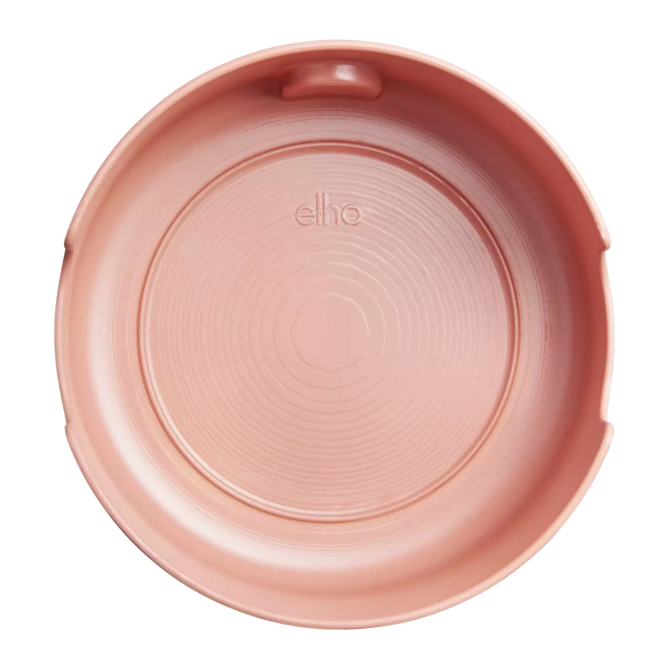 magic_microgreens_toffee_terra.u2