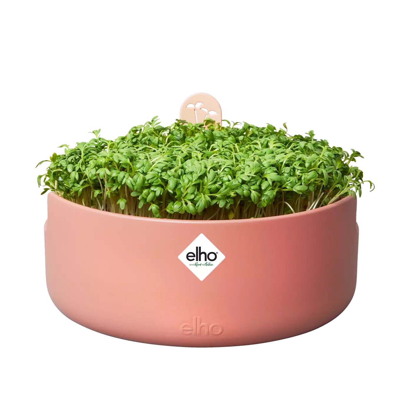 magic_migrogreens_toffee_terra_nasturtium_officinale.s1